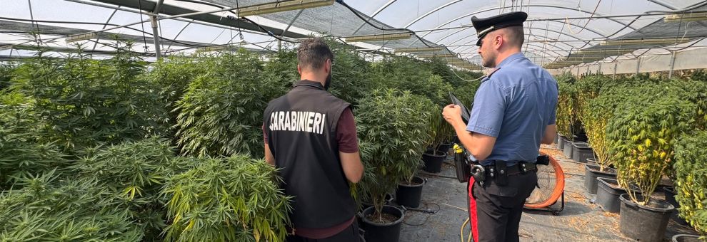 Castel Gandolfo, violazioni in azienda autorizzata alla coltivazione di canapa a basso Thc, titolari ed un dipendente in manette