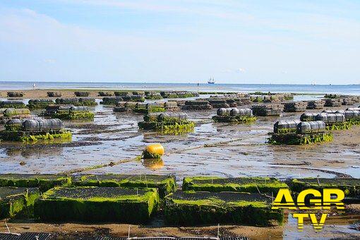 Lazio, il pesce a miglio zero