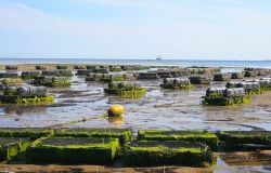 Lazio, il pesce a miglio zero