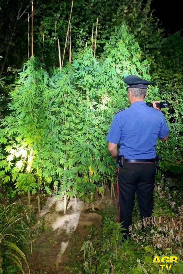Carabinieri Bracciano le piante di marjuana sequestrate Carabinieri Bracciano le piante di marjuana sequestrate