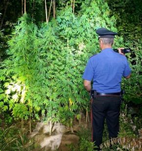 Sant'Oreste, annaffiava in mimetica 15 piante di marjuana, 65enne arrestato