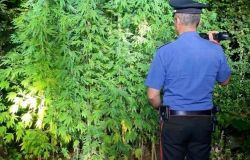 Sant'Oreste, annaffiava in mimetica 15 piante di marjuana, 65enne arrestato