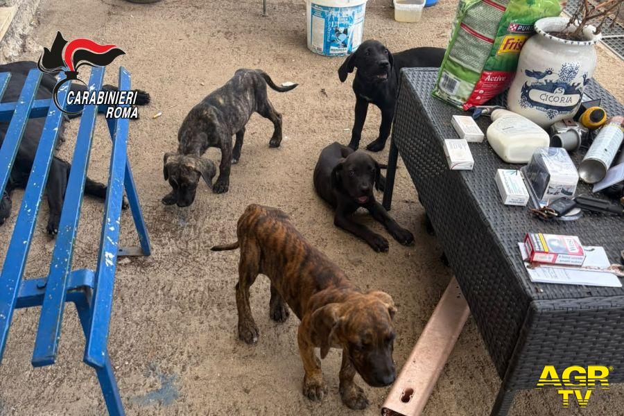 Ardea i cani salvati dai Carabinieri Ardea i cani salvati dai Carabinieri