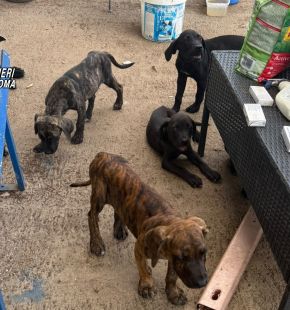 Ardea, giro di vite dei Carabinieri, 11 persone denunciate, sospesa e sanzionata attività imprenditoriale, salvati 7 cani