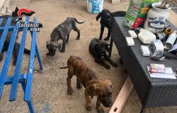 Ardea, giro di vite dei Carabinieri, 11 persone denunciate, sospesa e sanzionata attività imprenditoriale, salvati 7 cani