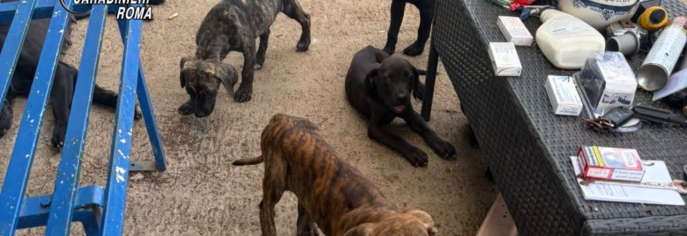 Ardea, giro di vite dei Carabinieri, 11 persone denunciate, sospesa e sanzionata attività imprenditoriale, salvati 7 cani