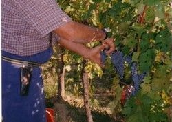 Vendemmia Vendemmia