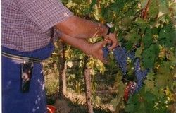 Ritorna la vendemmia