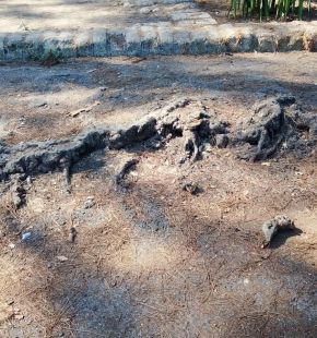 Ostia, denuncia FdI: dissesti del manto stradale in via dei Promontori