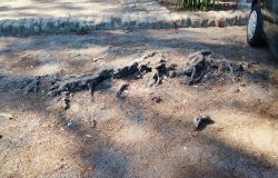 Ostia, denuncia FdI: dissesti del manto stradale in via dei Promontori