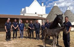 Progetto San Giorgio primi puledrini nati per il Reggimento Corazzieri