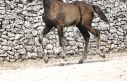 Carabinieri progetto_San_Giorgio