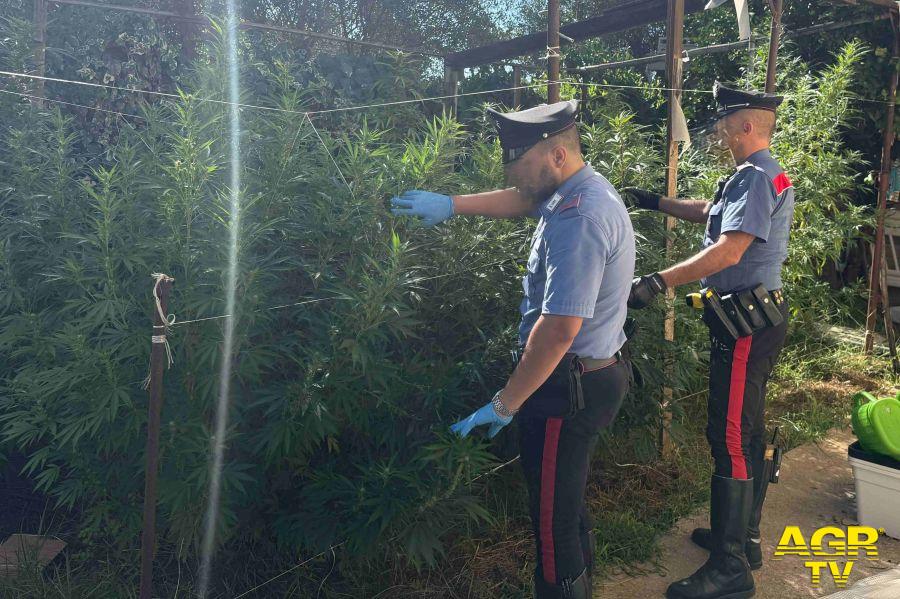 Carabinieri Nettuno la serra illegale scoperta dai carabinieri Carabinieri Nettuno la serra illegale scoperta dai carabinieri