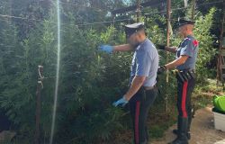 Nettuno, scoperta una maxi serra abusiva di marjuana, sequestrate 63 piante ed oltre 4,5kg. di droga, due in manette