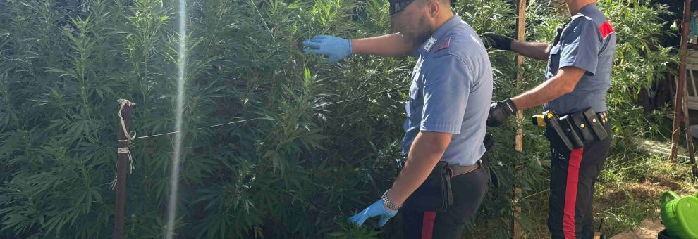 Nettuno, scoperta una maxi serra abusiva di marjuana, sequestrate 63 piante ed oltre 4,5kg. di droga, due in manette