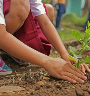 Roma, 20 mila nuovi alberi piantati entro aprile 2027