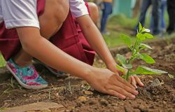 Roma, 20 mila nuovi alberi piantati entro aprile 2027