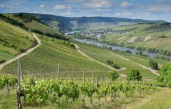 Agricoltura, l'antico vigneto dell'Istituto Tecnico Agrario Garibaldi torna a nuova vita