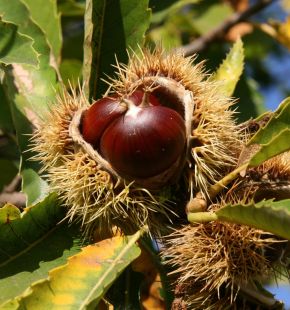Latera (Vt), al via nel fine settimana la 40° edizione della Sagra del Marrone