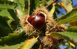 Latera (Vt), al via nel fine settimana la 40° edizione della Sagra del Marrone