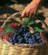 Ritorna la vendemmia