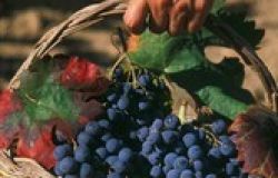 Ritorna la vendemmia