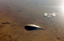 Frosinone, moria di pesci al lago di Canterno