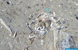 Palude di Torre Flavia: nuova nidificazione di rara specie