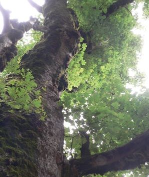 La giornata dell'ambiente La giornata dell'ambiente