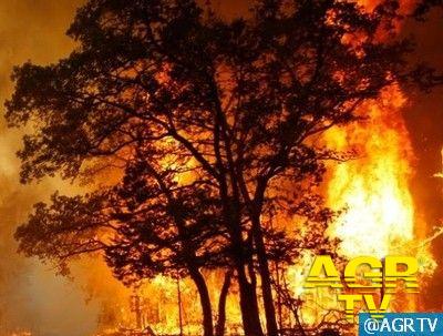 L’incendio boschivo, un fenomeno che ha assunto il carattere di una vera e propria calamità L’incendio boschivo, un fenomeno che ha assunto il carattere di una vera e propria calamità