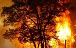 L’incendio boschivo, un fenomeno che ha assunto il carattere di una vera e propria calamità