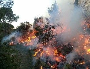 Incendio Castelfusano,PD:  il M5S assuma le sue responsabilità
