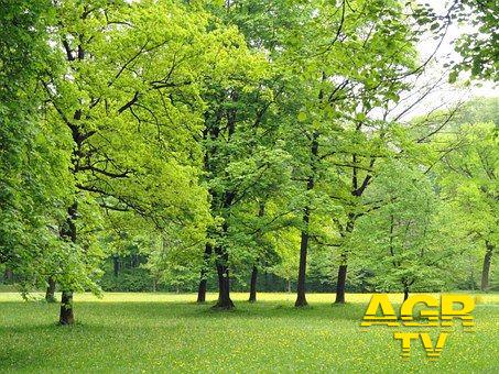Parco Laurentino, passa la mozione del PD Parco Laurentino, passa la mozione del PD