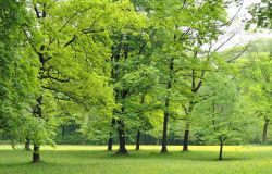 Parco Laurentino, passa la mozione del PD