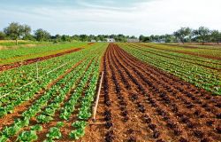 Fiumicino, Decreto siccità, una boccata d'ossigeno per l'agricoltura locale