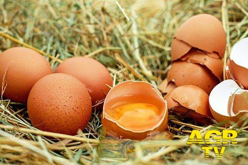 UNC, esclusa grave  tossicità delle uova contaminate