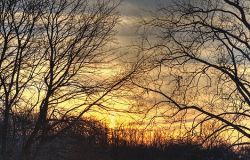 Verde nel degrado ad Ostia ponente