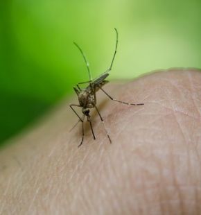 Allarme Zanzare, per gli italiani sono aumentate negli ultimi anni, ad infastidire, sopratutto il prurito e ronzio.