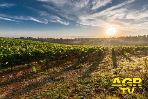 Lazio agricoltura, nuove opportunità per l'imprenditoria giovanile