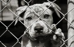 Fiumicino, più soldi per le adozioni canine