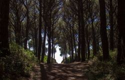 Ostia, aree verdi a CdQ ed associazioni di volontariato