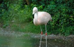 Ostia, visita guidata all'oasi Lipu