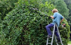 IX Municipio, le potature immaginarie