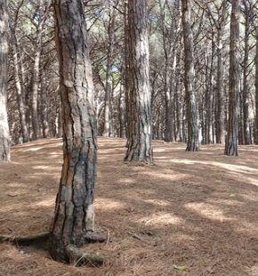 Roma, molto Malen e Champions League avvistata