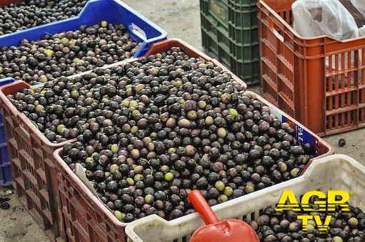 Vetralla, la Festa dell'Olio d'oliva della Tuscia