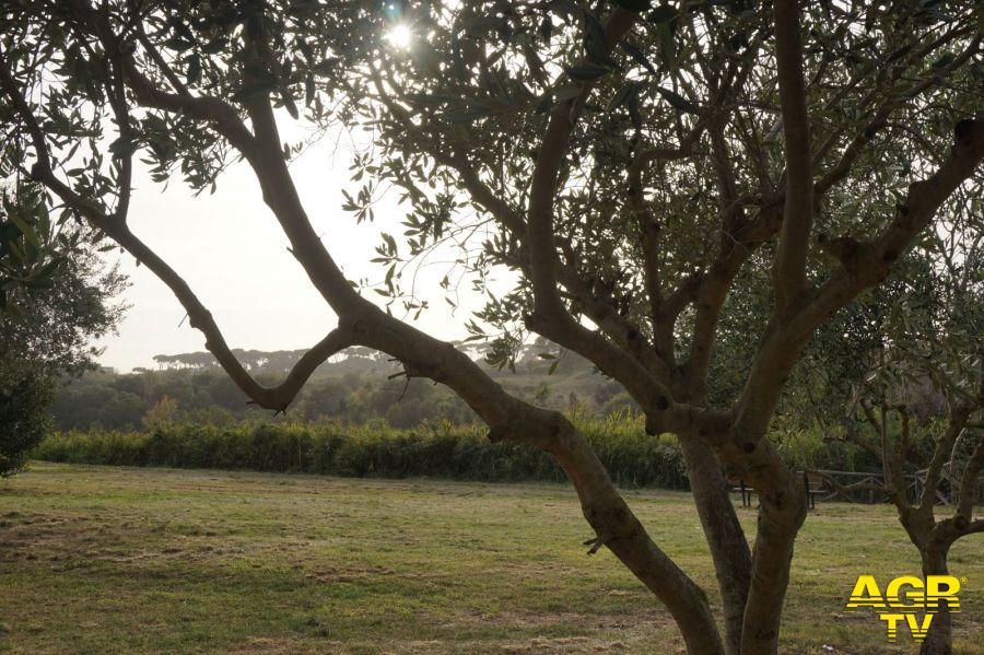 Pineto, il parco torna ai cittadini