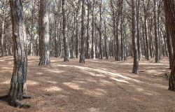 Castelfusano, altri tre mesi di stop