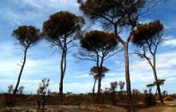 Parco del pineto, da lunedì saranno abbattuti 36 pini, a seguire, saranno messi a dimora 57 nuovi esemplari