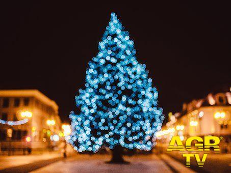 Natale sostenibile...con l'albero certificato