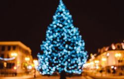 Alberi di Natale, verso una seconda vita